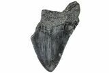 Partial, Fossil Megalodon Tooth - South Carolina #307661-1